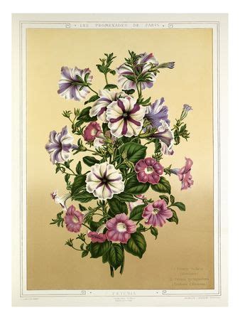 Botanical Illustration Posters at AllPosters.com | Botanical ...