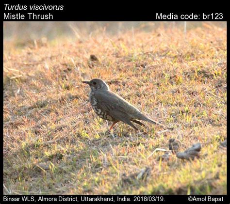 Turdus Viscivorus Linnaeus 1758 Mistle Thrush Birds