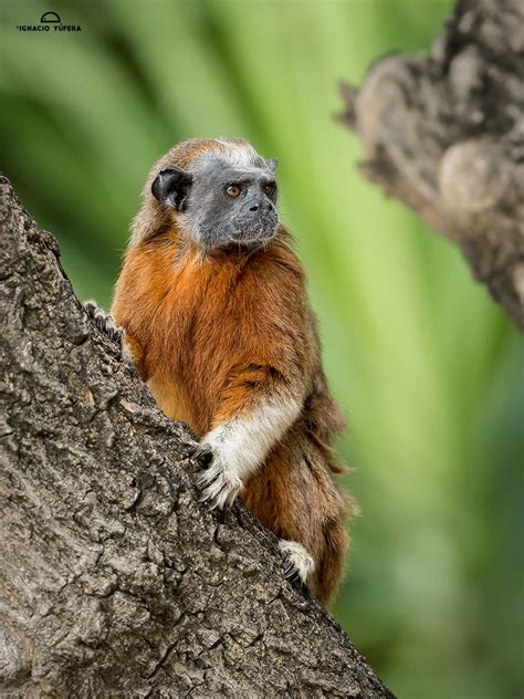 Cottontop And White Handed Tamarins In Cartagena Colombia Mammal