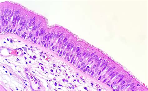 Pseudostratified Ciliated Columnar Epithelium Under Microscope