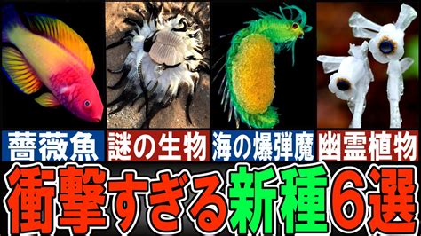 【閲覧注意】 ヘンテコすぎる新種の生き物6選【ゆっくり解説】【動物おもしろ雑学】 Youtube