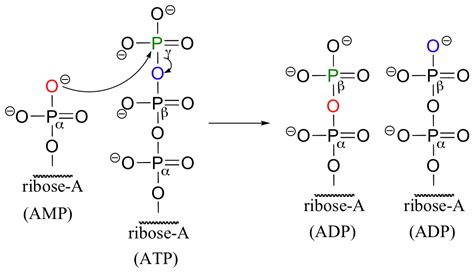 10.2: Phosphorylation reactions - kinase enzymes - Chemistry LibreTexts