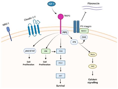 Cancers Free Full Text Overview Of Trop In Cancer From Pre