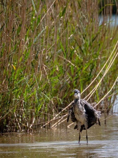 Grey Heron in habitat stock photo. Image of wild, bird - 120487918