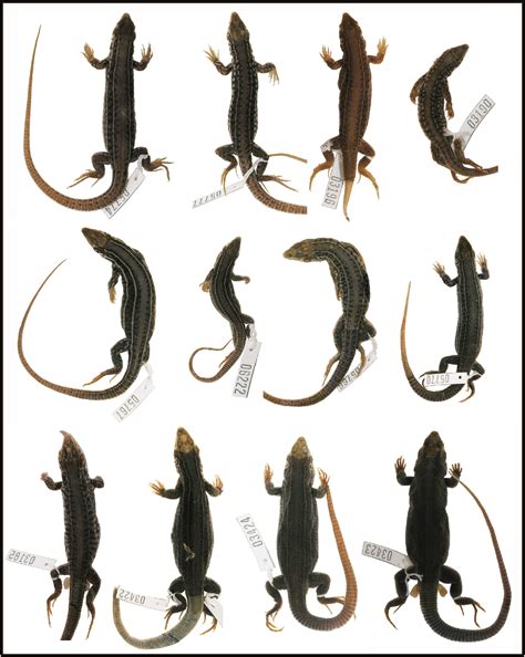 what happens if lizard losing hair at home 2