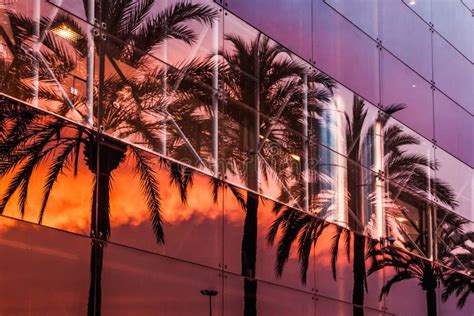 Palm Trees And Sunset Sky Reflected In The Modern Building Stock Image