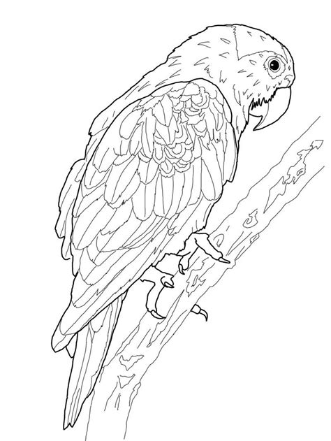 Free Printable Parrot Coloring Pages For Kids