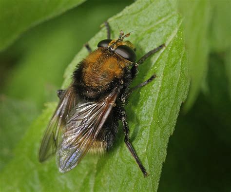 Flue Der Ligner Humlebi Naturbasen