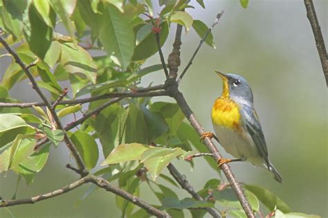 The Pursuit Of Warblers Hooded Warbler Orange Crowned Warbler And Mourning Warbler Among 29