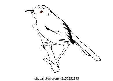 Cardinal Bird Line Art Illustration Stock Illustration 2228438037 ...