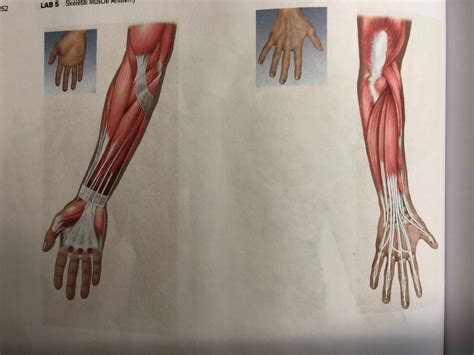 Muscles That Move The Wrist And Hand Diagram Quizlet