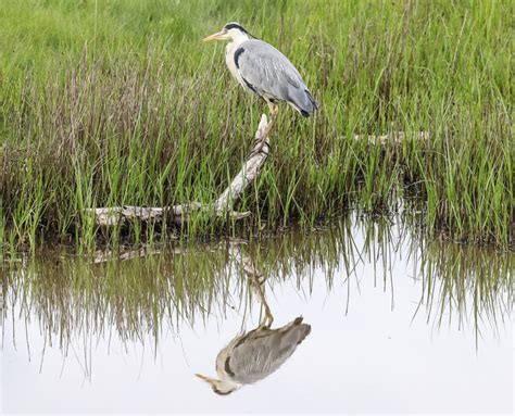 Heron Montrose Basin Species Database