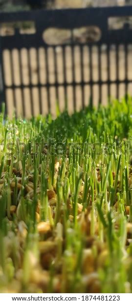 Hydroponic Barley Photos And Images Shutterstock