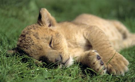 Animal Wallpapers: Sleeping Lion Cub