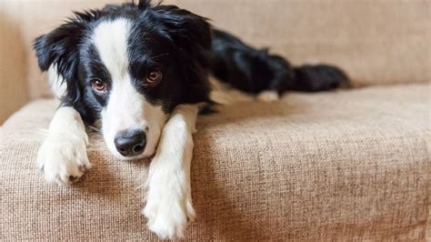 Significato Thorns Gonfia Cucciolo Di Cane Con Diarrea Occhiolino Aglio