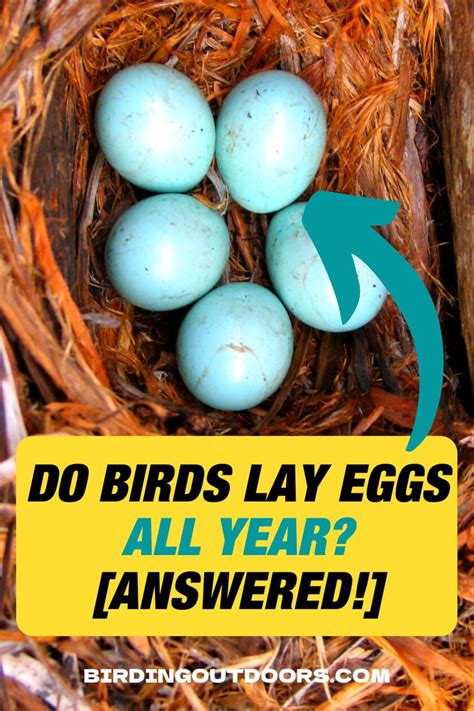 Do Birds Lay Eggs All Year Answered Some Faqs Bird Facts Birds