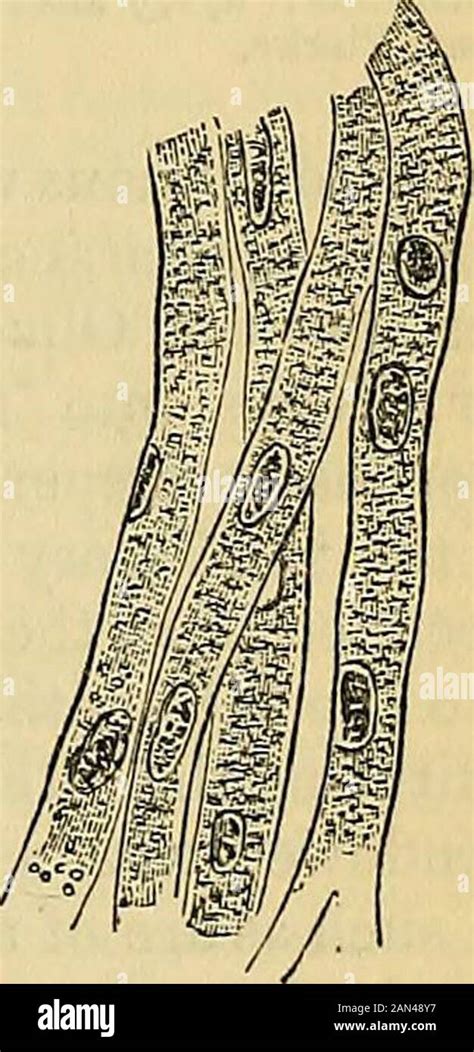 Cribriform plate hi-res stock photography and images - Alamy