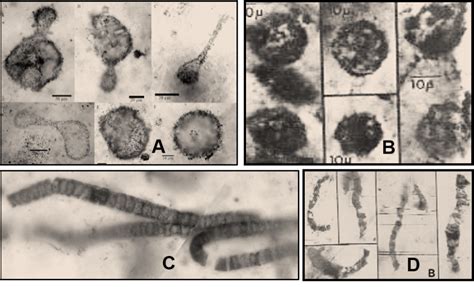 Precambrian Bacteria Fossils