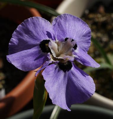 Growing Cool Plants Moraea Calcicola