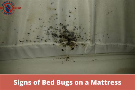 What Are the Signs of Bed Bugs on a Mattress?