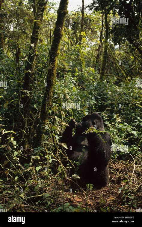 Mountain Gorilla Gorilla Gorilla Beringei Feeding On Leaves