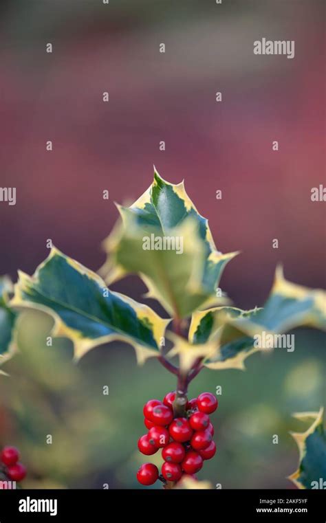 Variegated holly with berries Stock Photo - Alamy