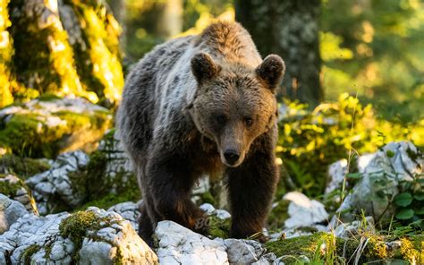 Galerie Bären Wildlife Naturfotografie André Boss