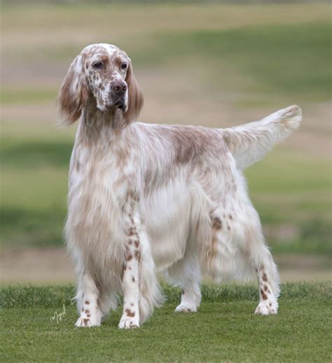 English Setter Classic Look English Setter English Setter Puppies