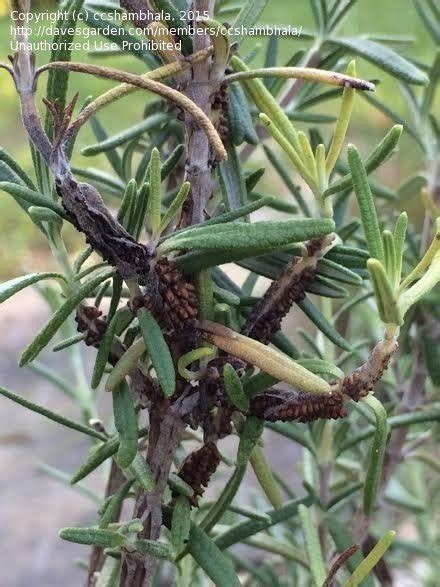 Garden Pests And Diseases Please Id These Eggspests On My Rosemary 4