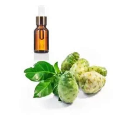 Noni Seeds Oil, 100% Pure, Powder Extract at Rs 450/kg in Indore | ID ...