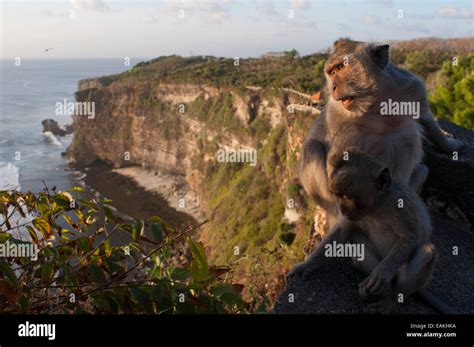 Monkeys Along The Cliffs Next To The Ulu Watu Temple Pura Luhur Bali