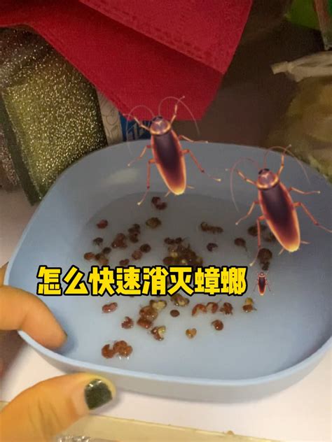 快速消灭蟑螂的方法 度小视