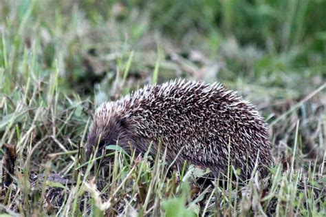 Amur Hedgehog: Profile, Facts, Traits, Size, Range, Care - Mammal Age