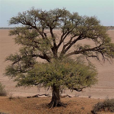 Vachellia Erioloba Camel Thorn Nectasource