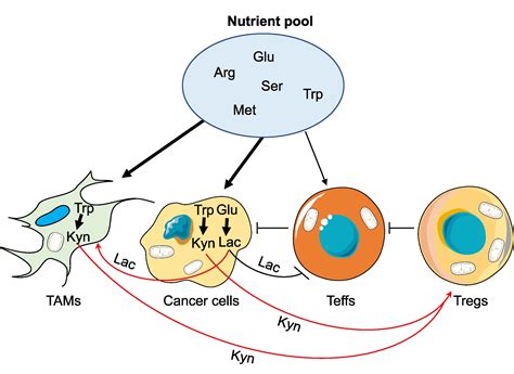 Cell子刊 癌细胞并不孤单 肿瘤微环境中的代谢通信肿瘤细胞氨基酸代谢非靶向代谢脂质多组学代谢流检测分析脂肪酸定量肠道微