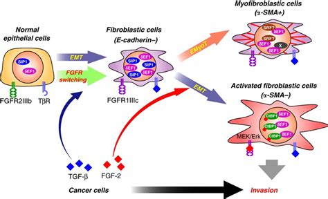 Schematic Illustration Of Emt Induction By Tgf β And Fgf 2 ‘epithelial