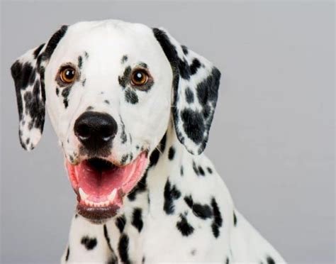 The Great Dane Dalmatian Mix Puppy - greatdane k9