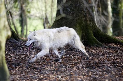 Arctic Wolf Canis Lupus Tundrarum Adult Walking On Dried Leaves Stock