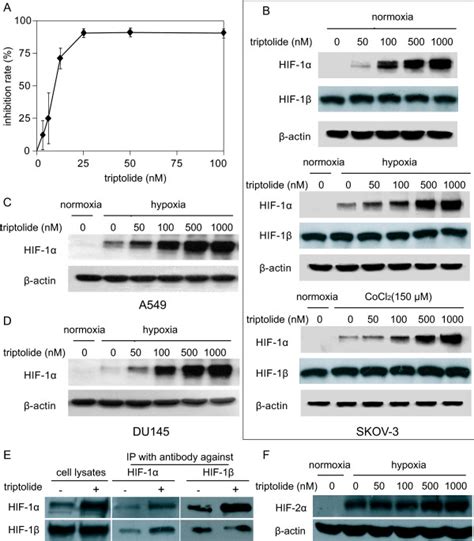 Triptolide Inhibited The Proliferation Of Skov Cells And Induced The