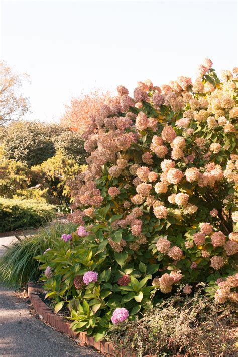 Limelight Hydrangea | Plant Something Montana
