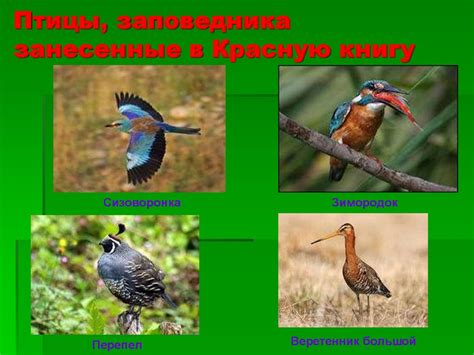 Керженский заповедник - презентация онлайн