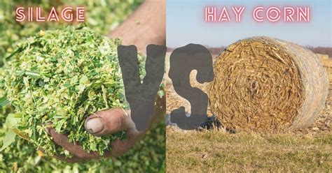 Silage Vs Hay Corn Grass Silage A Best Complete Guideline Of