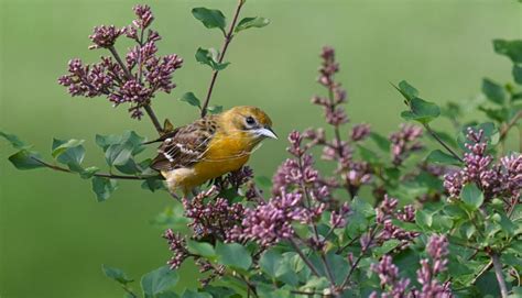 Baltimore Oriole With Nesting Material - FeederWatch