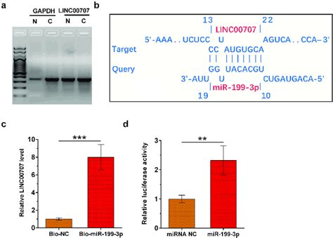 Subcellular Location Of Linc In Chondrocytes And Analysis Of Its