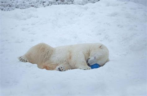 Eisbär Wilbär aus Stuttgart gibt sich in Schweden gerne dem Spiel hin