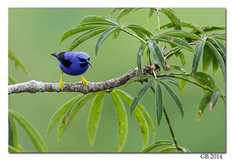 PURPLE HONEYCREEPER