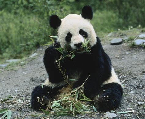 Information about the Giant Panda