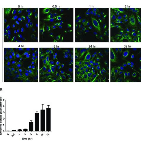 Characterization of exosomes isolated from NPCE cell culture ... 