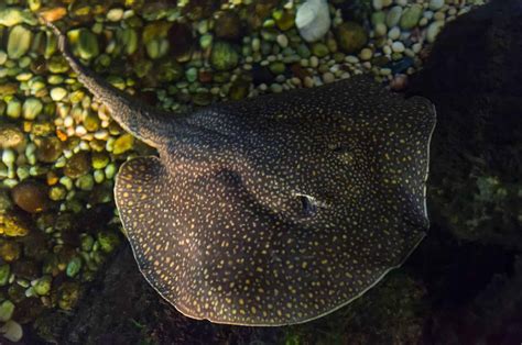 Freshwater Stingray: A Care Guide For This Impressive Species