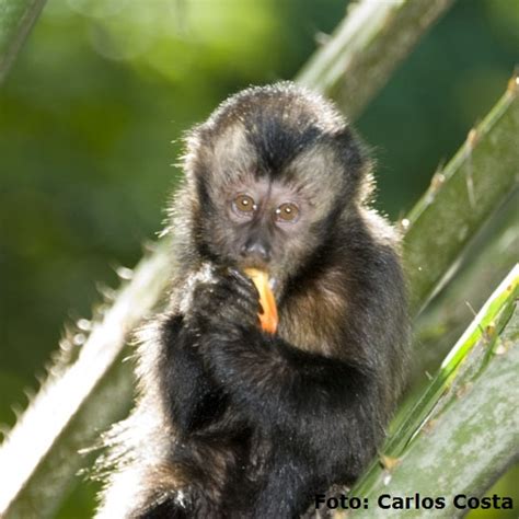 Por Que O Macaco Prego Est Em Extin O Qual A Raz O Mundo Ecologia